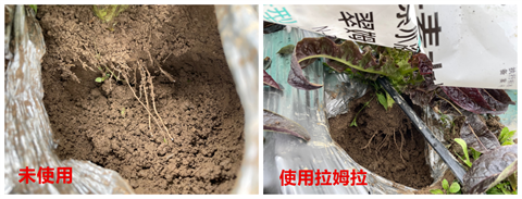 進(jìn)口水溶肥,萵筍種植,拉姆拉